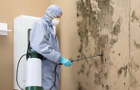 Mold Odor Removal Services